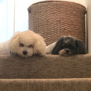 Meet your Posher, Audrey